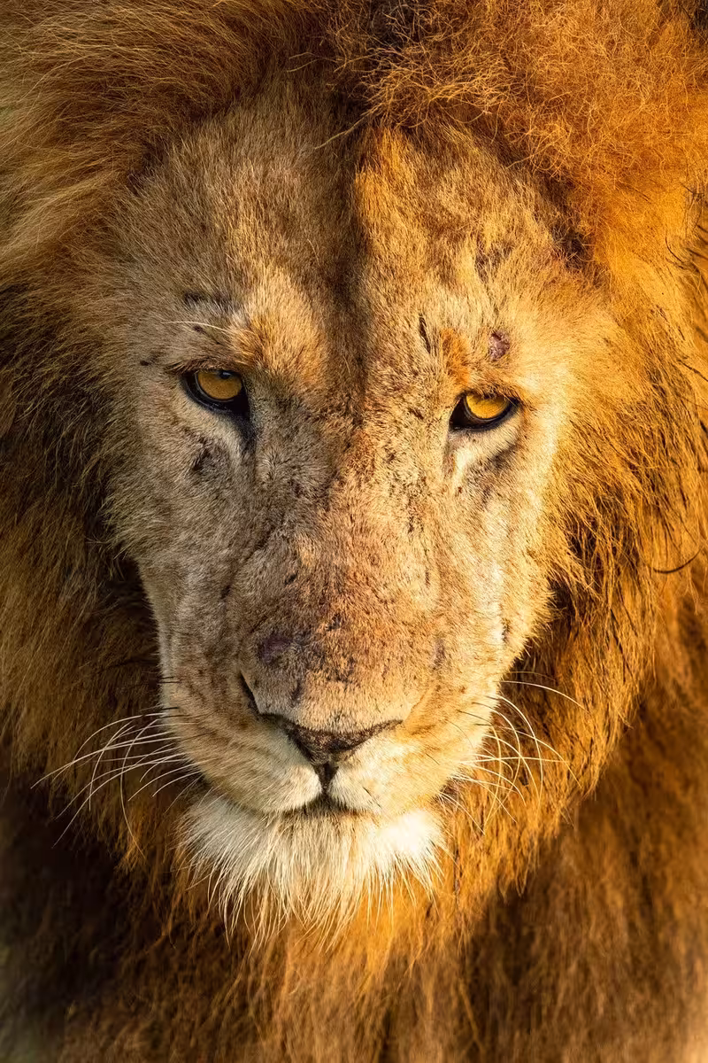Closeup of Masai Mara Lion Closeup of Masai Mara Lion