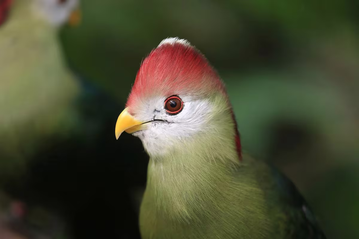 Red Crested Turaco
