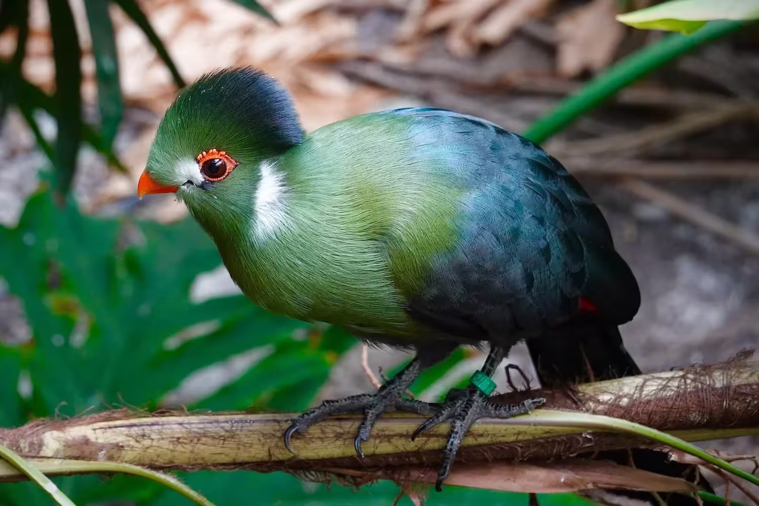 White Cheeked Turaco