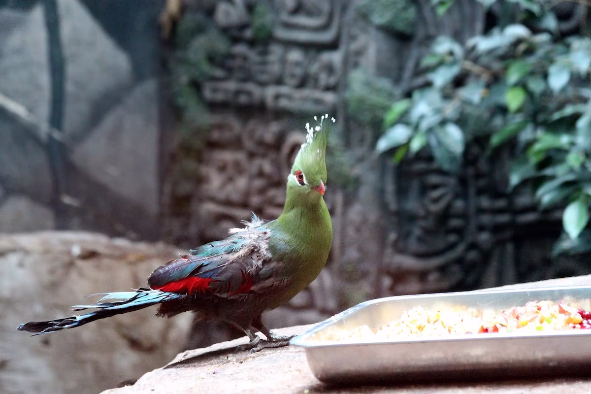 Livingstone Turaco