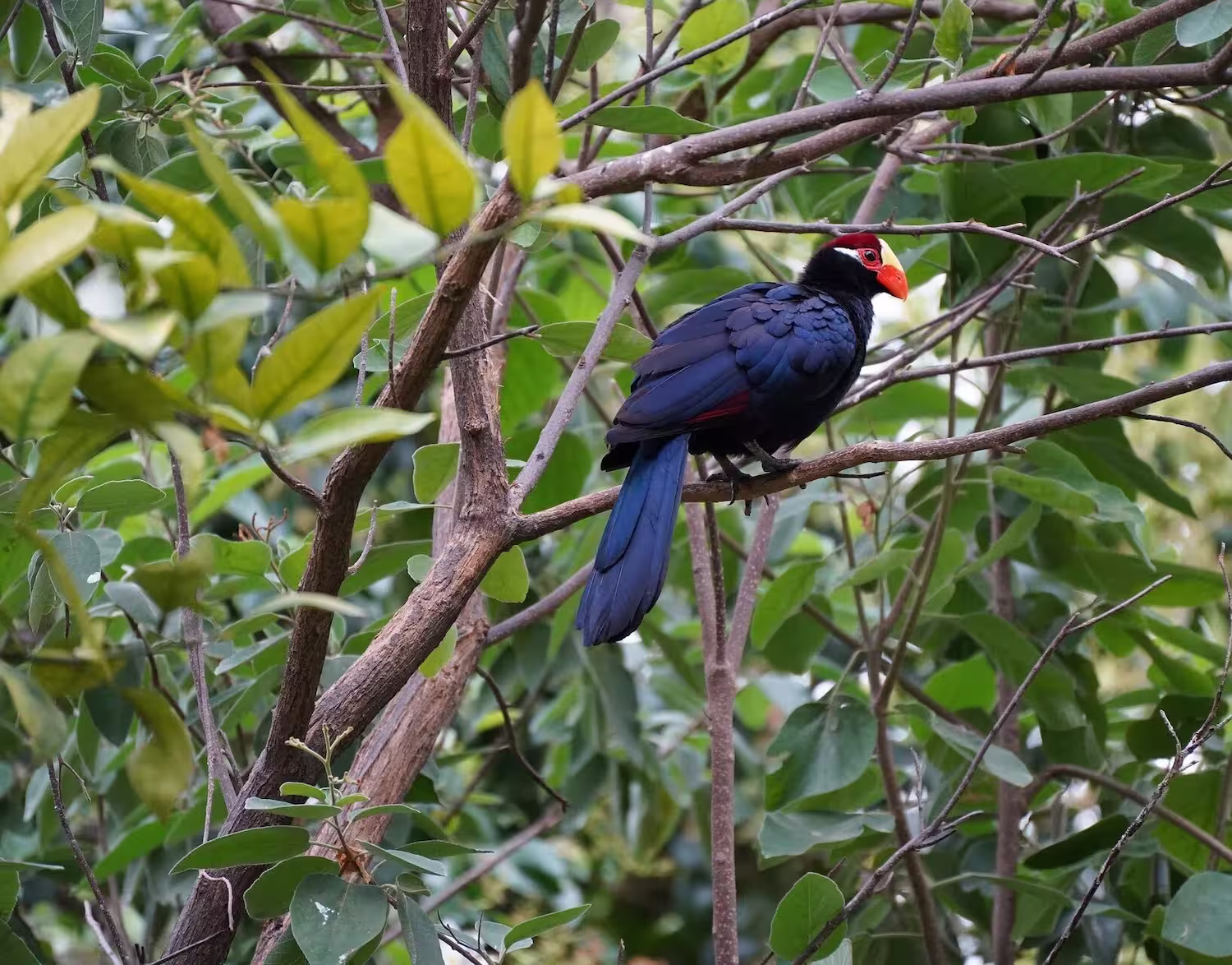 Turaco Vocalization
