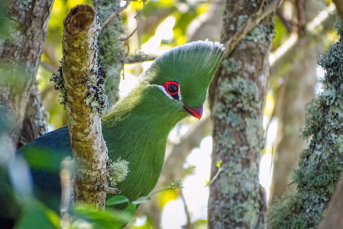 Knysna Turaco
