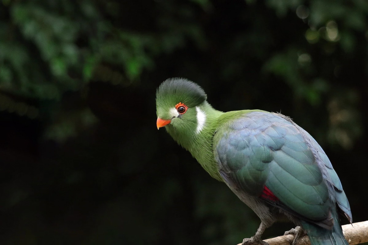 White Cheeked Turaco