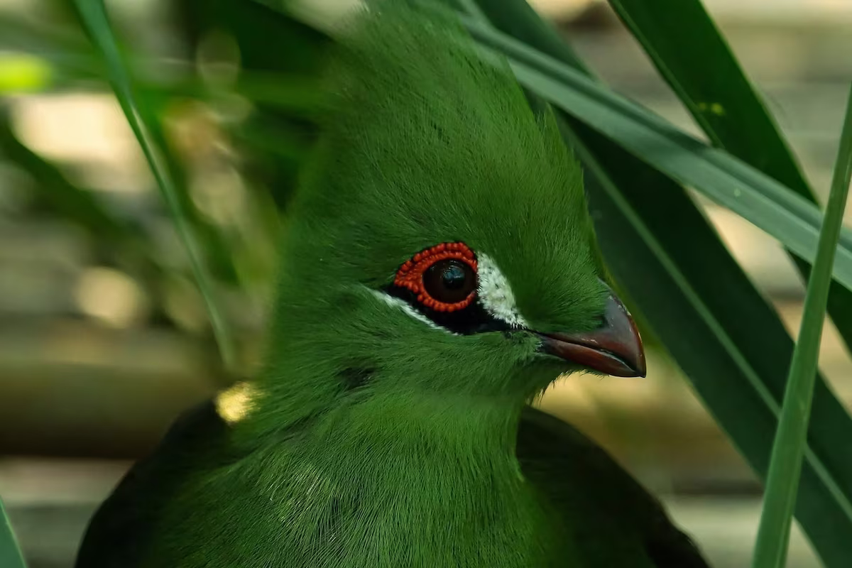 Guinea Turaco