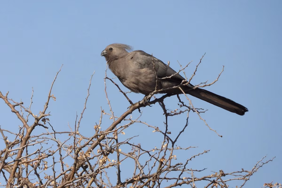 Grey Turaco