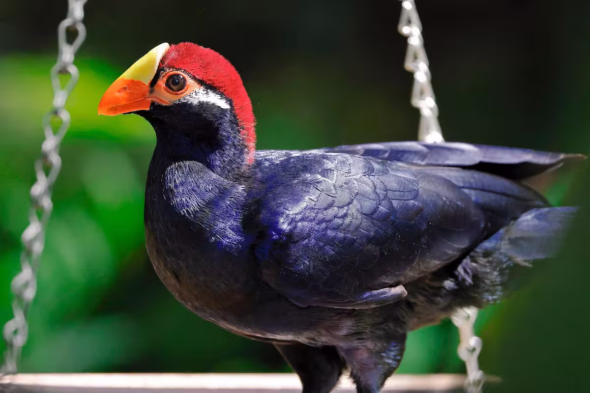 Ross's Turaco