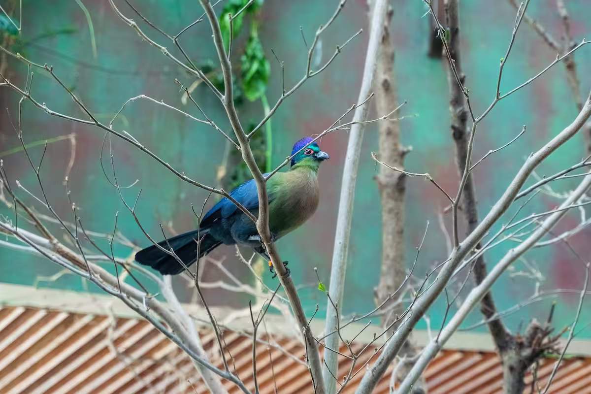 Rwenzori Turaco