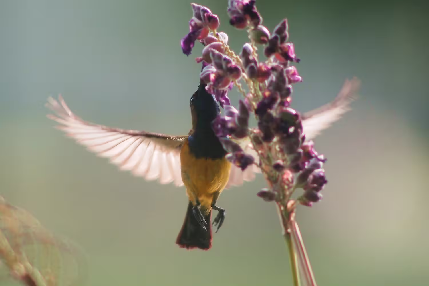 Sunbird near flower Sunbird near flower