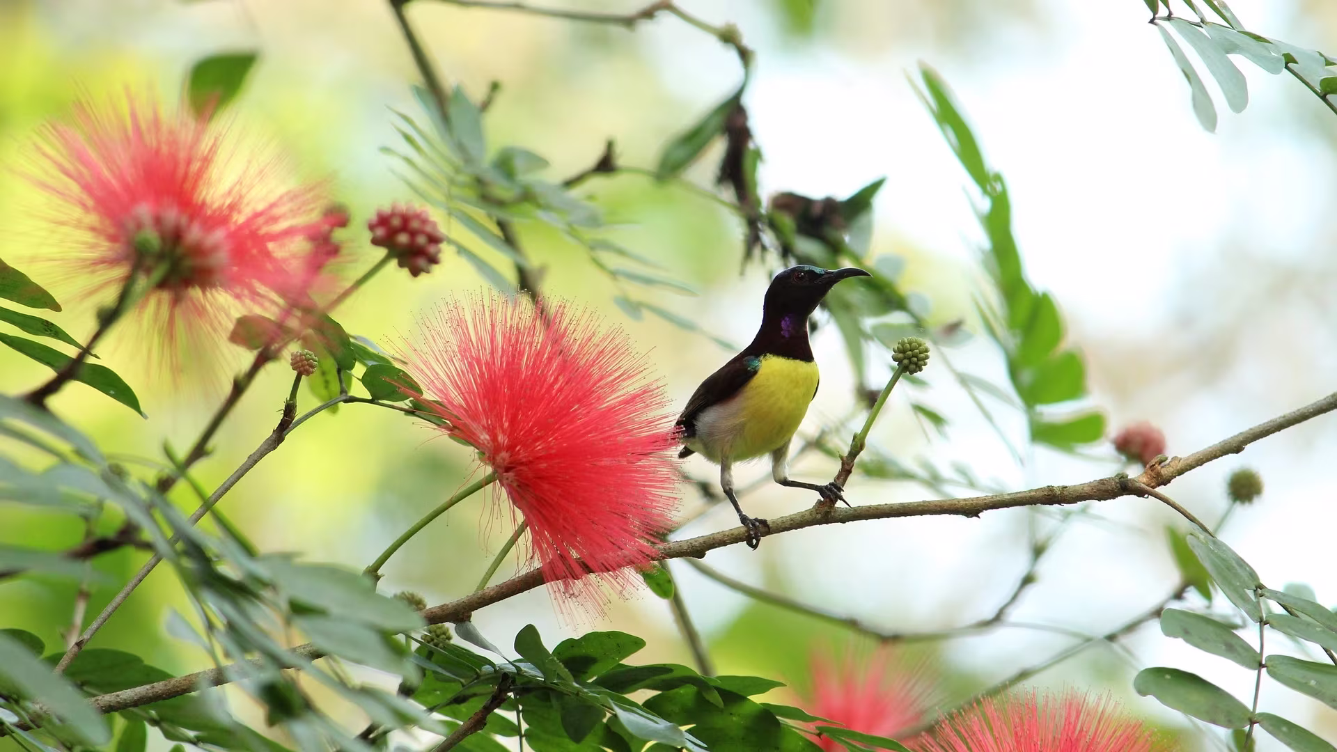 sunbird migration pattern sunbird migration pattern