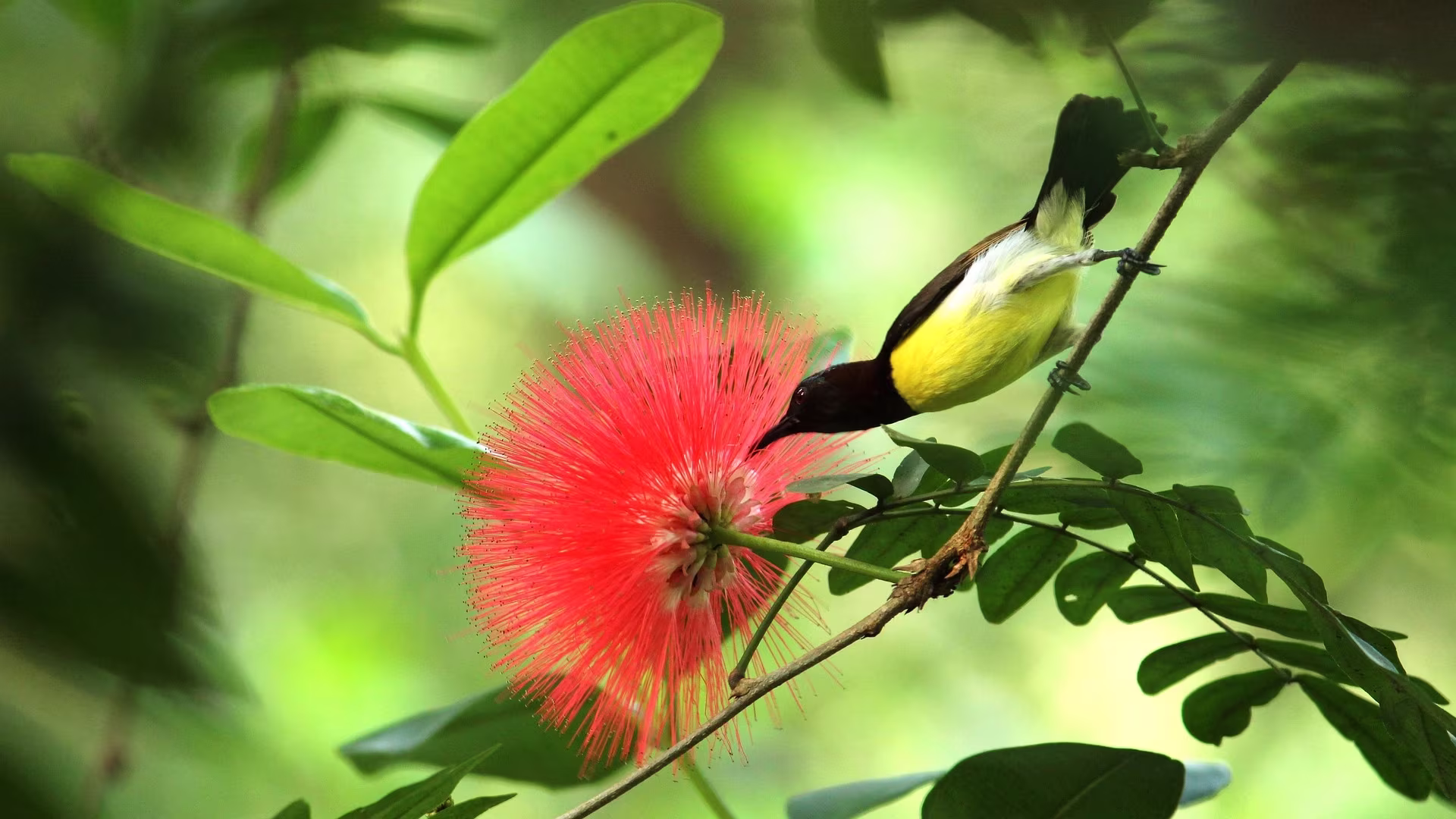 Sunbird Sunbird