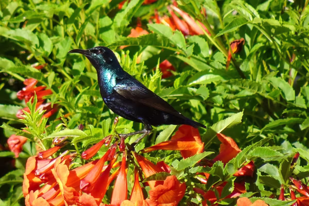 Purple Sunbird Purple Sunbird