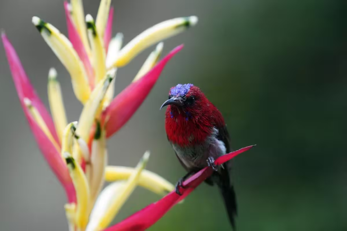 Crimson Sunbird Crimson Sunbird