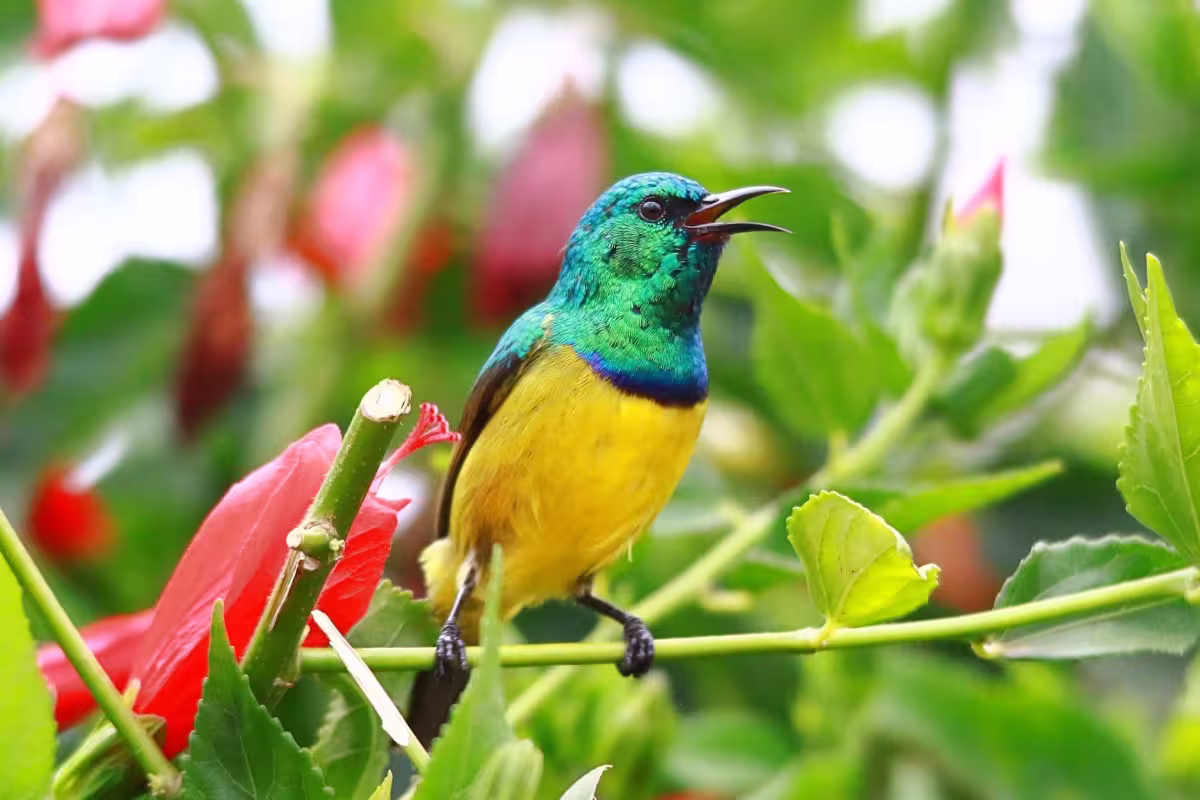 Collared Sunbird Collared Sunbird