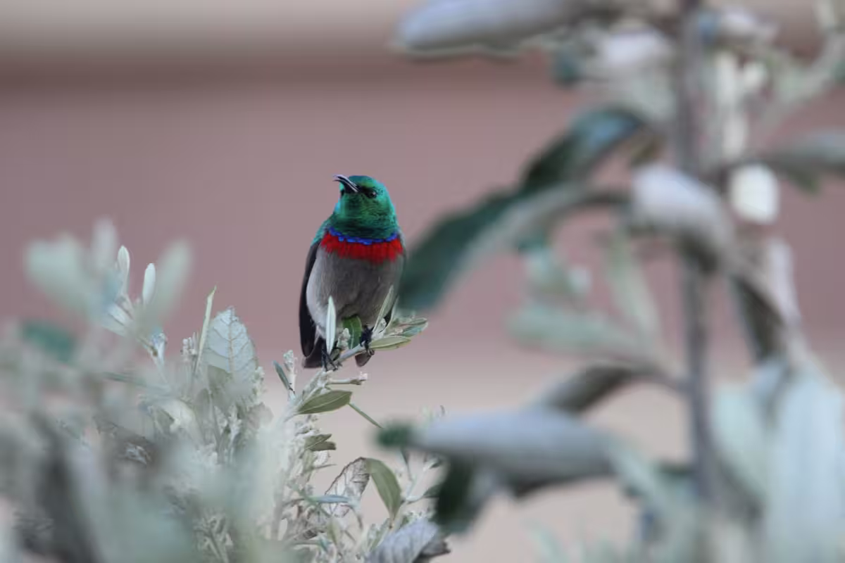 Double Collared Sunbird Double Collared Sunbird