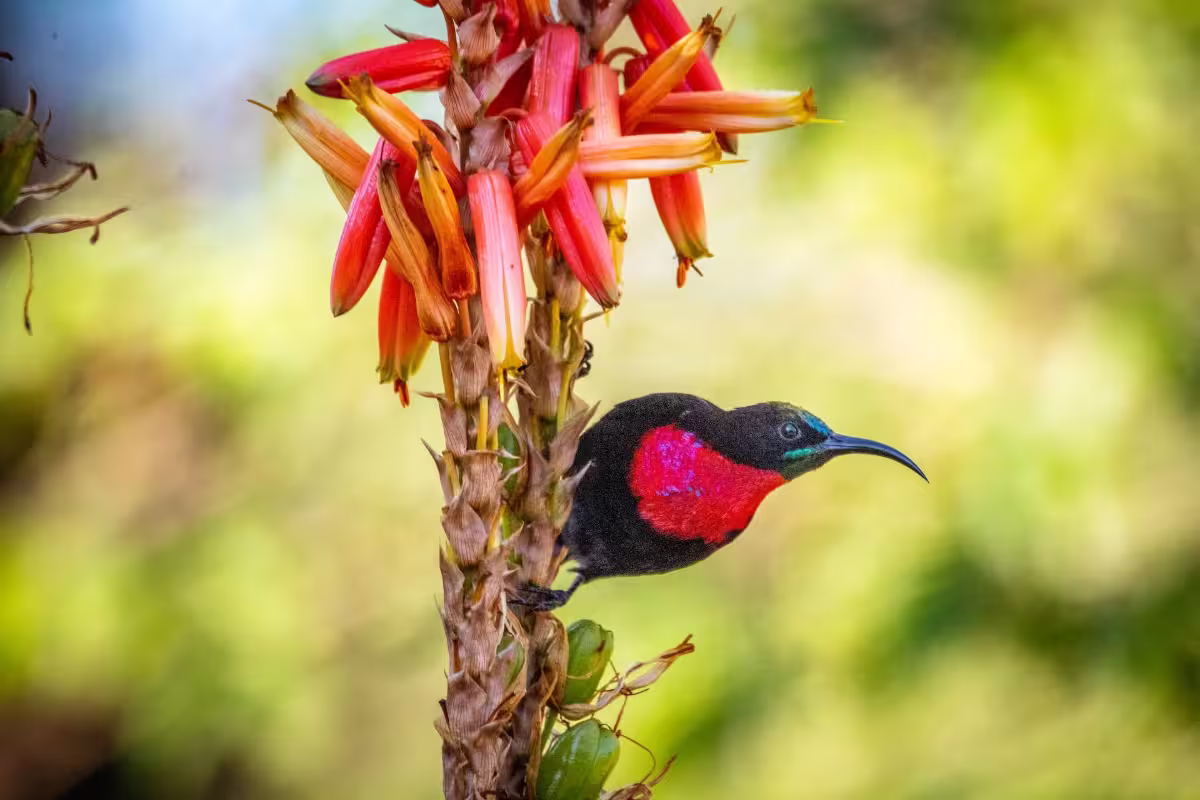 Scarlet Chested Sunbird Scarlet Chested Sunbird