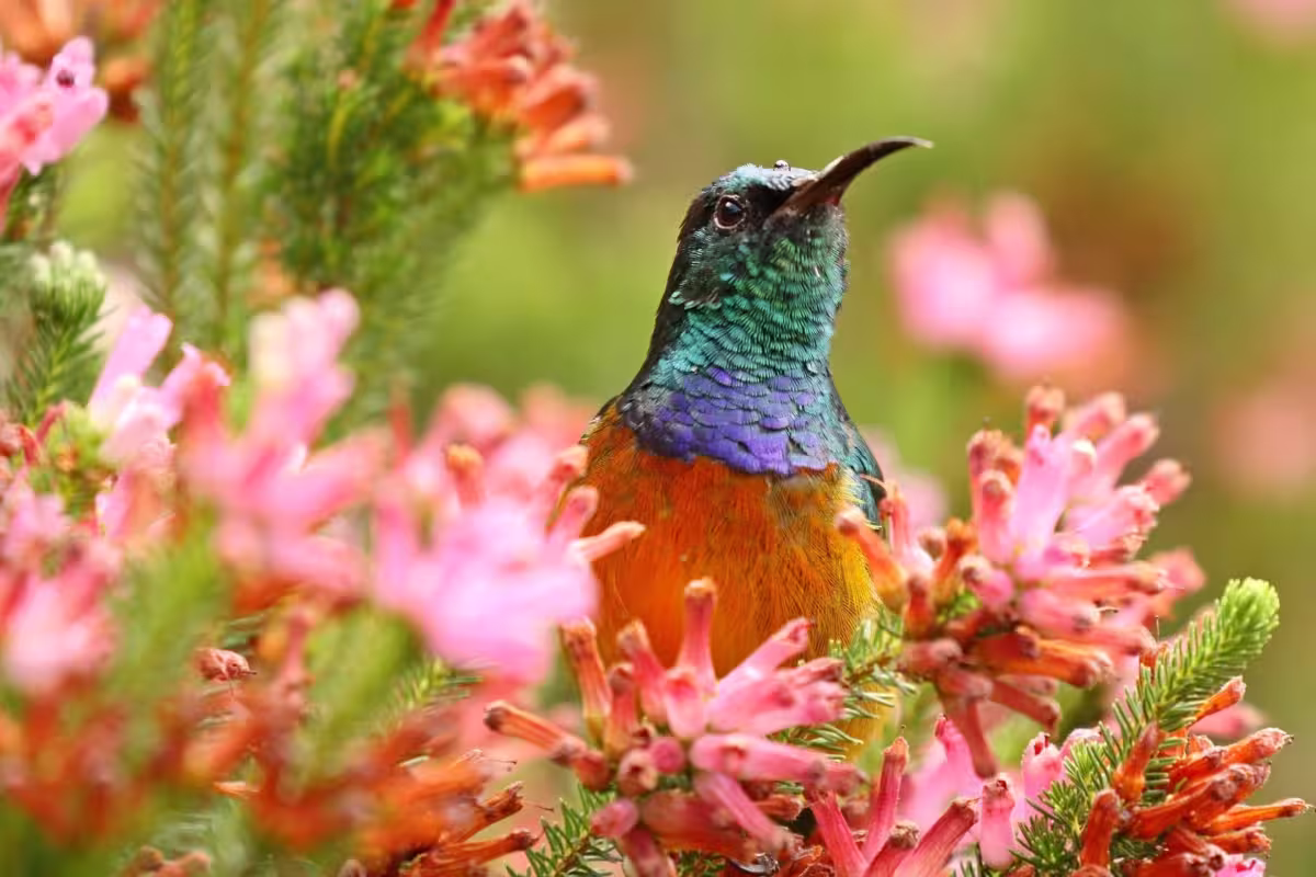 Orange Breasted Sunbird Orange Breasted Sunbird