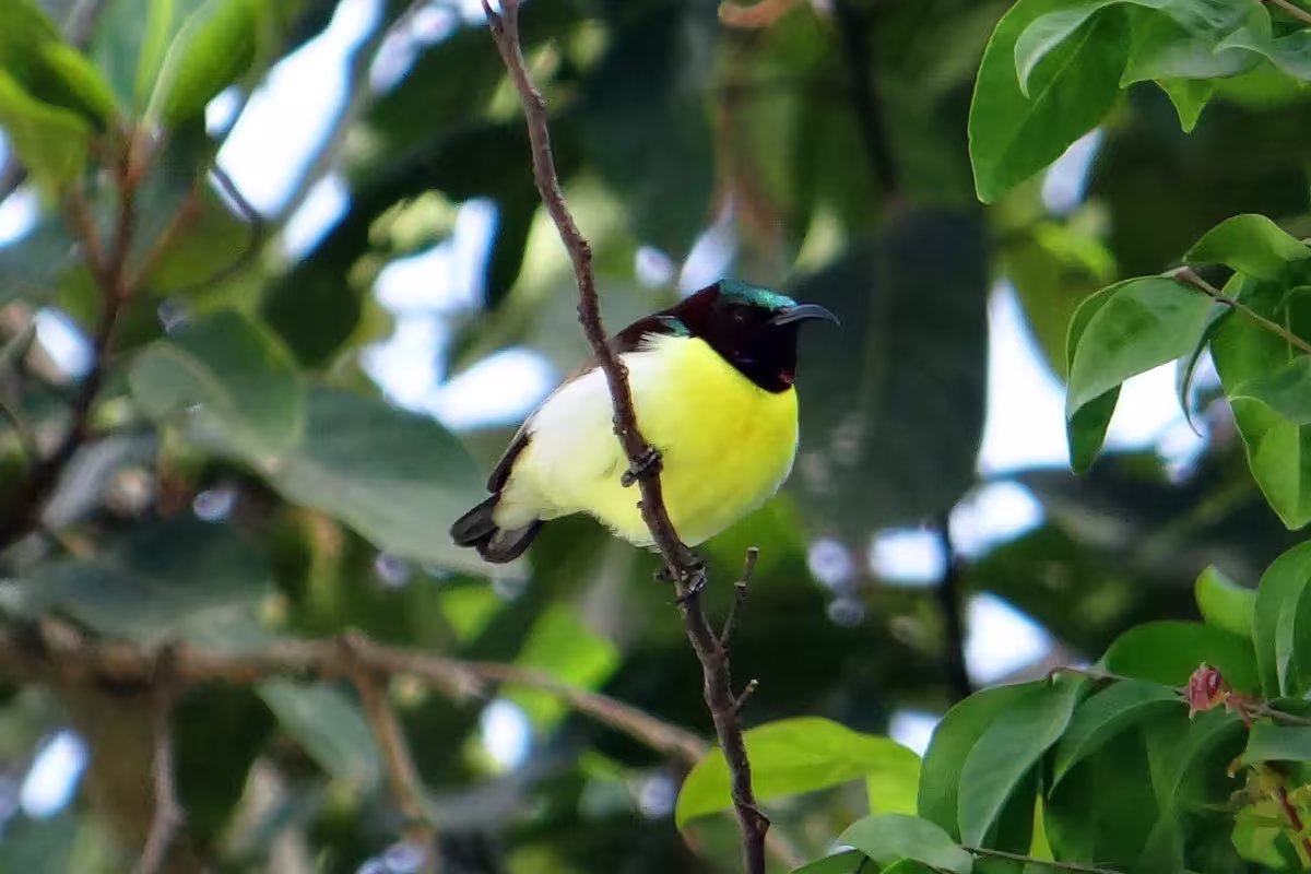 Purple Rumped Sunbird Purple Rumped Sunbird