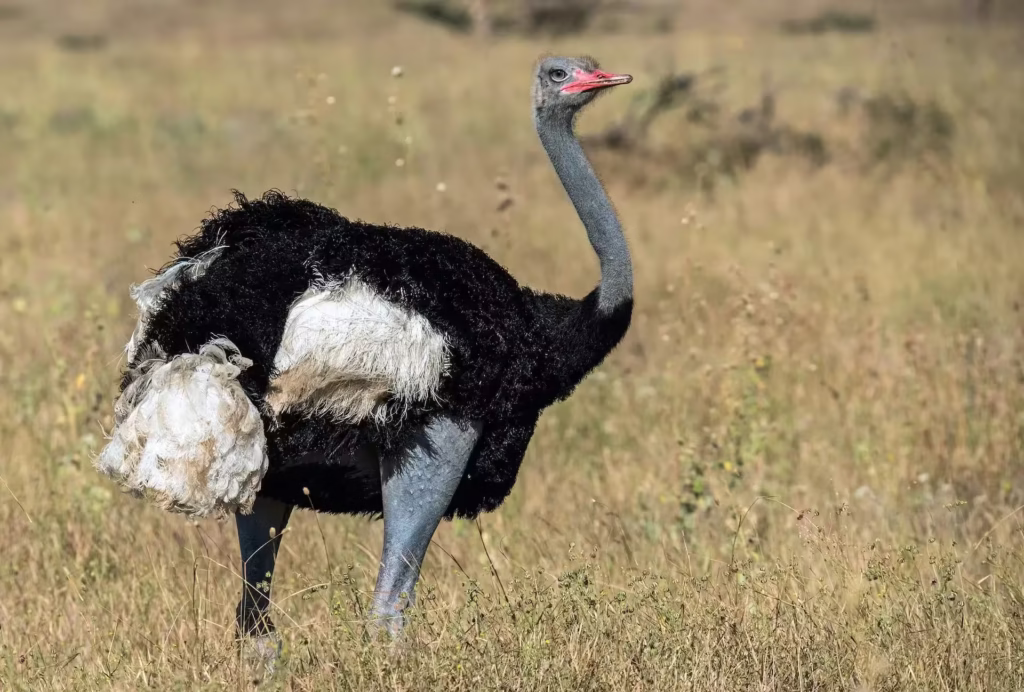 Somali Ostrich