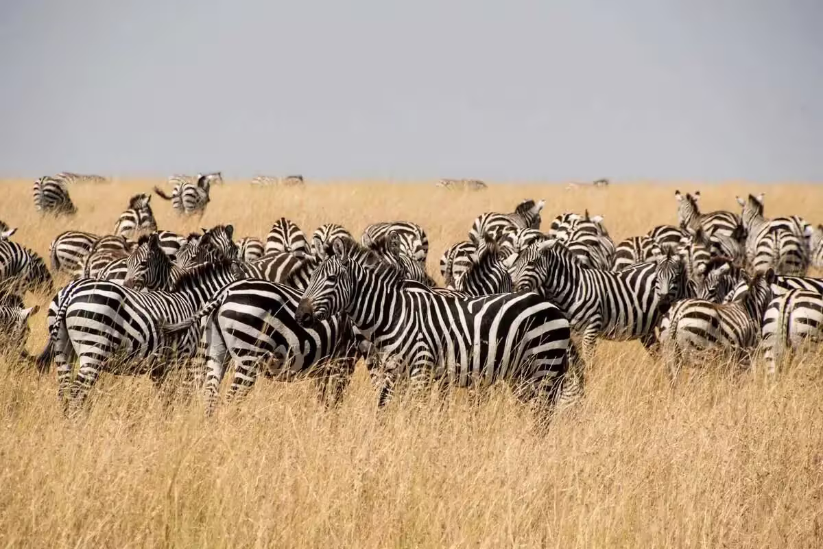 zebra-migration-africa