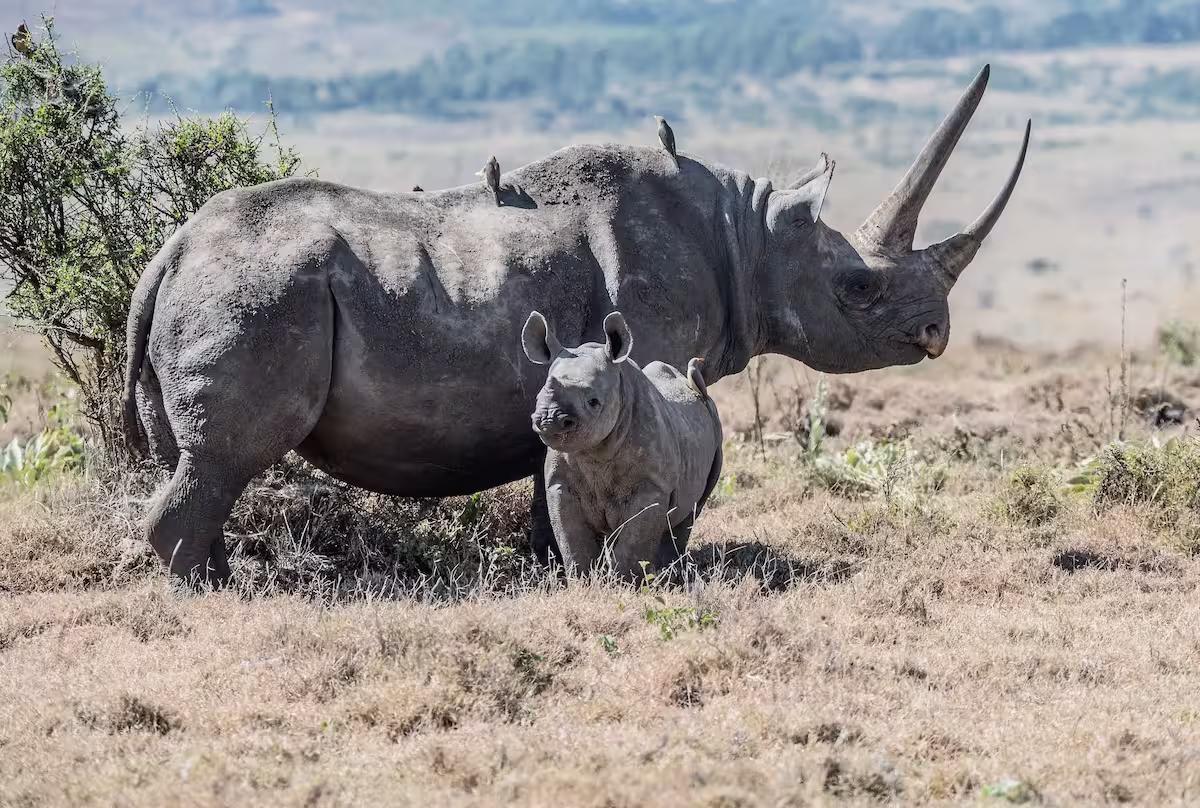 Black Rhinoceros in Africa
