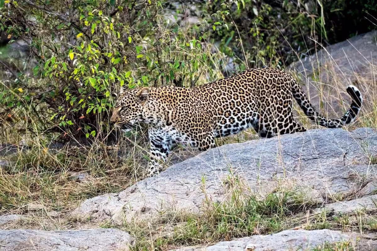 Africa Leopard Appearance