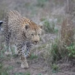 Africa Leopard