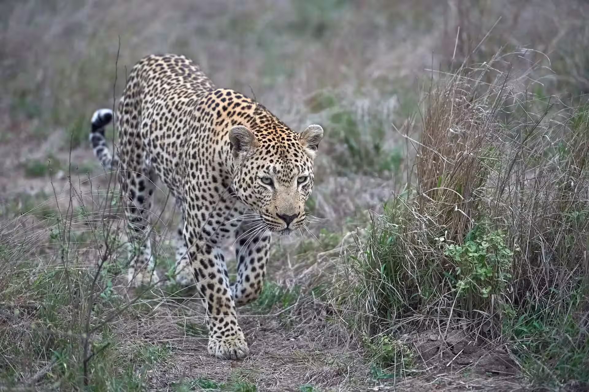 Africa Leopard