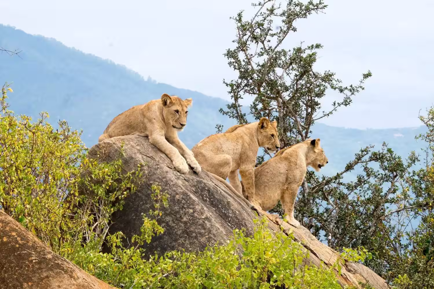 lions in tsavo national park lions in tsavo national park