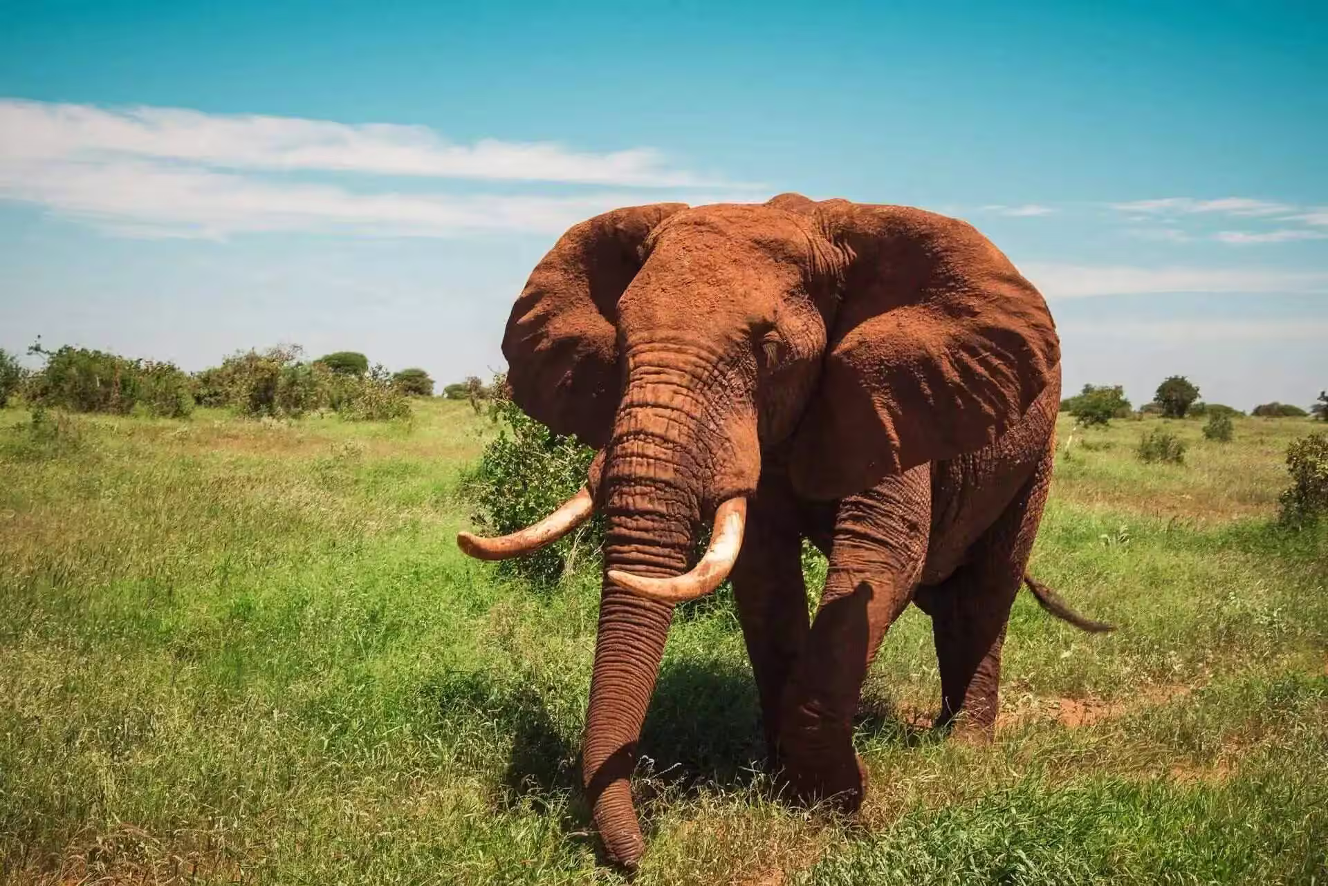 Red Elephant in Tsavo National Park