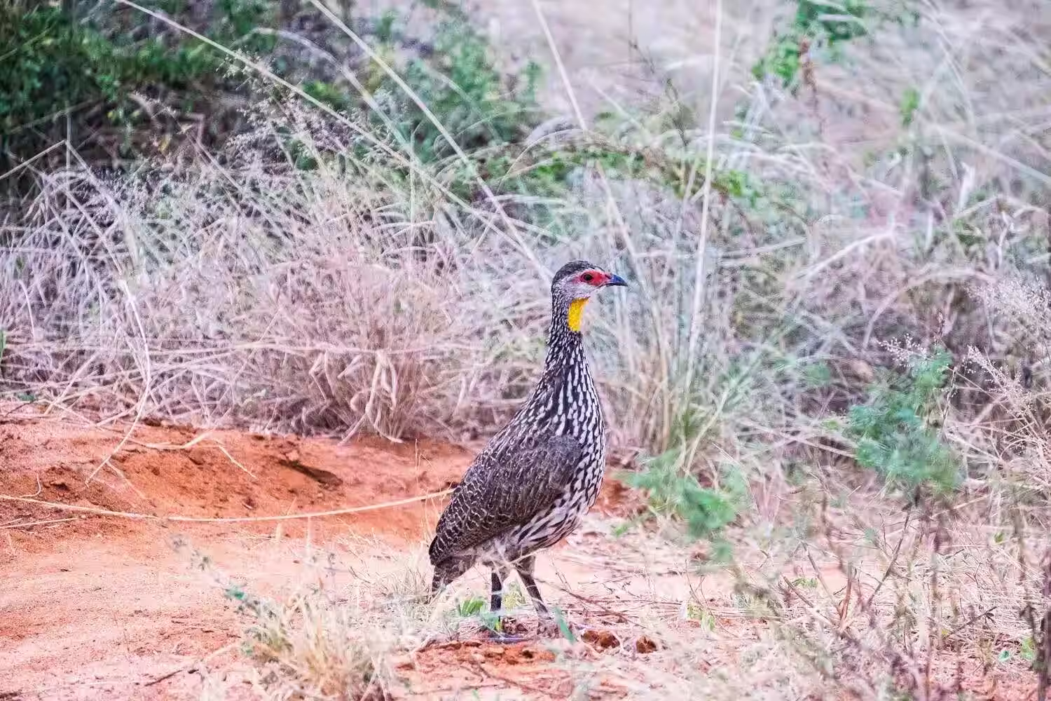 tsavo-bird