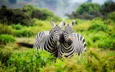 Best Time to Go on Safari in Africa