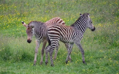 Why Baby Zebras Have Brown Stripes