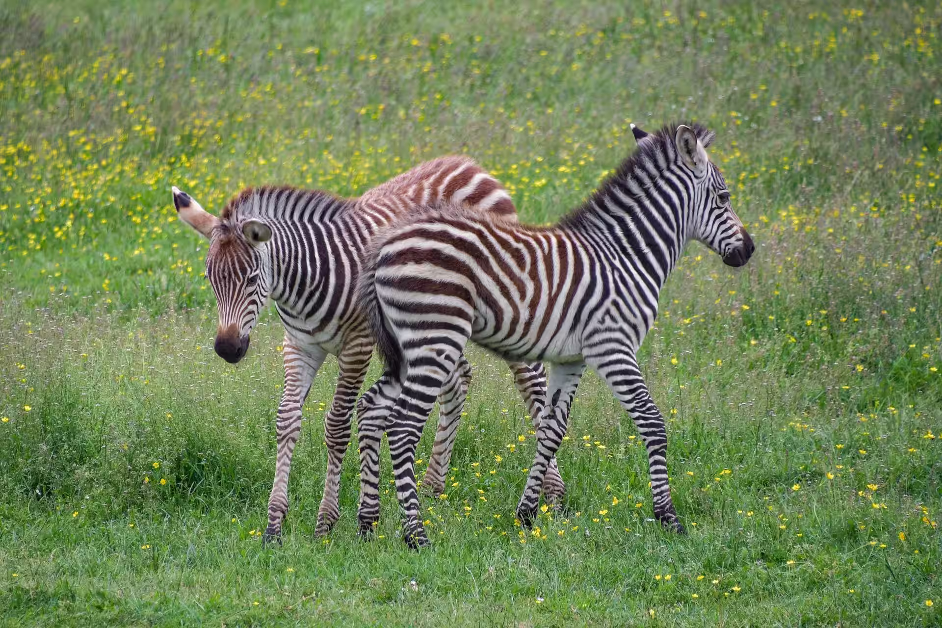Why Baby Zebras Have Brown Stripes