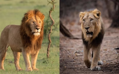 Difference Between African Lion and Asiatic Lion