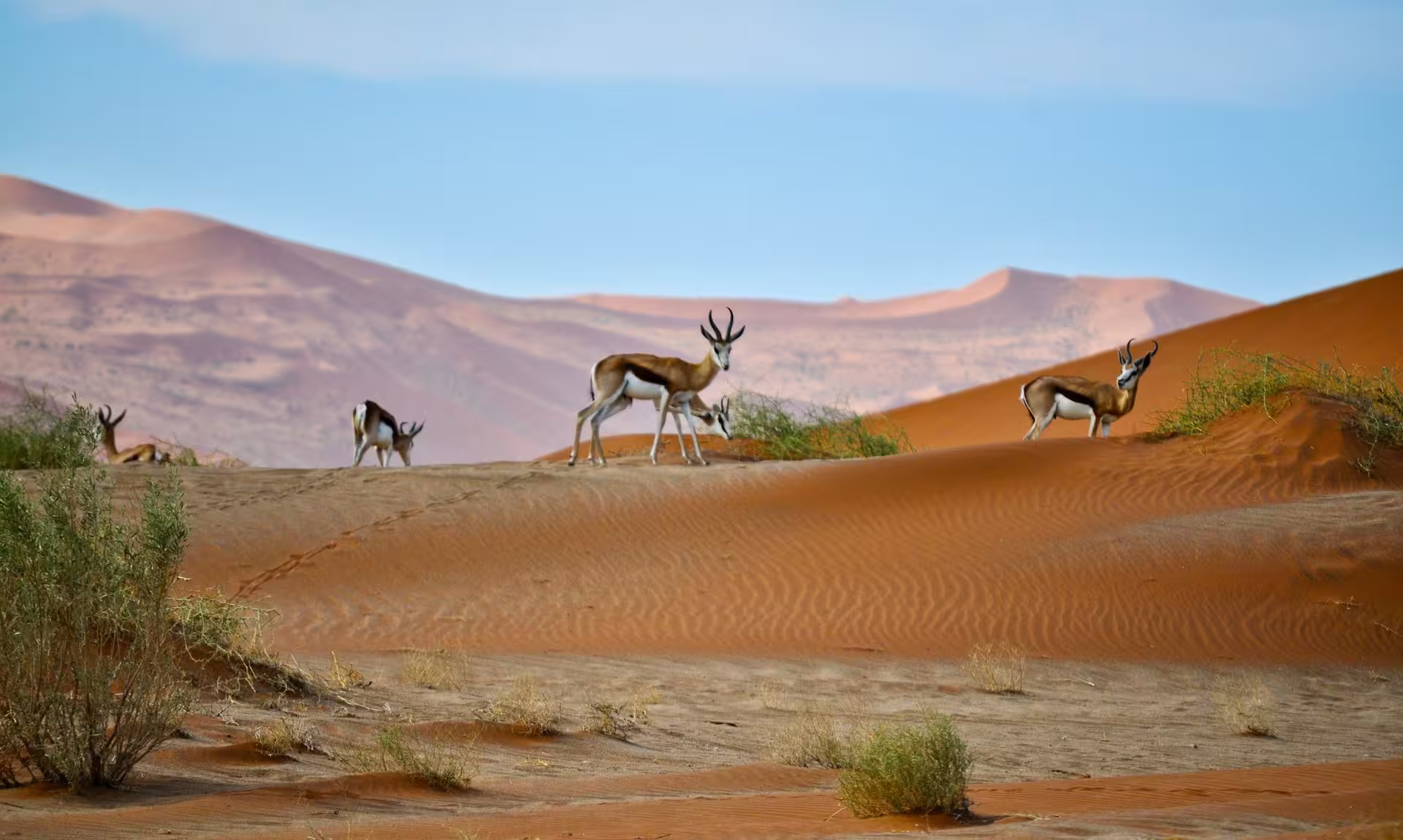 Namibia Springbok Etosha