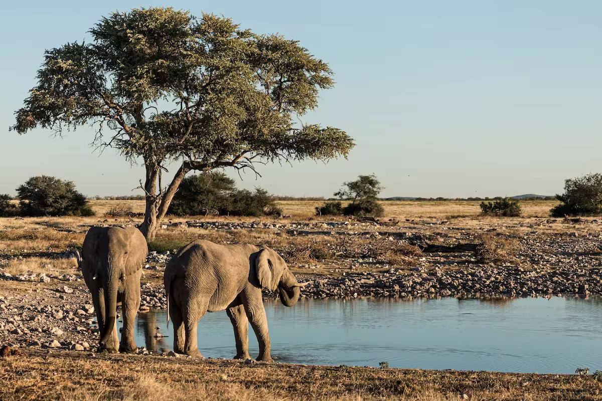 Elephants Near Water Namibia