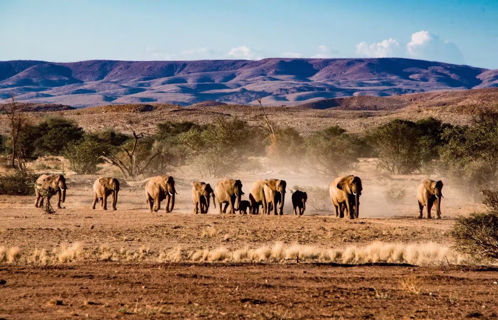 Elephant Herd in Etosha