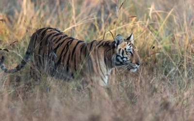 Union Budget 2026: India to Host the World’s First Global Big Cat Summit