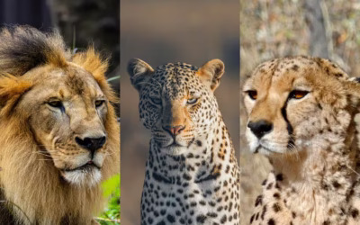 7 Big Cat Species in Africa and Where to See Them