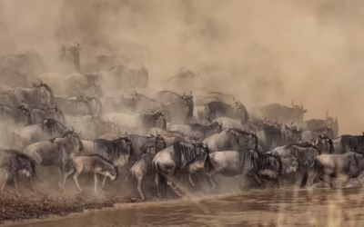 12 Safari Moments That Happen Only During Migration