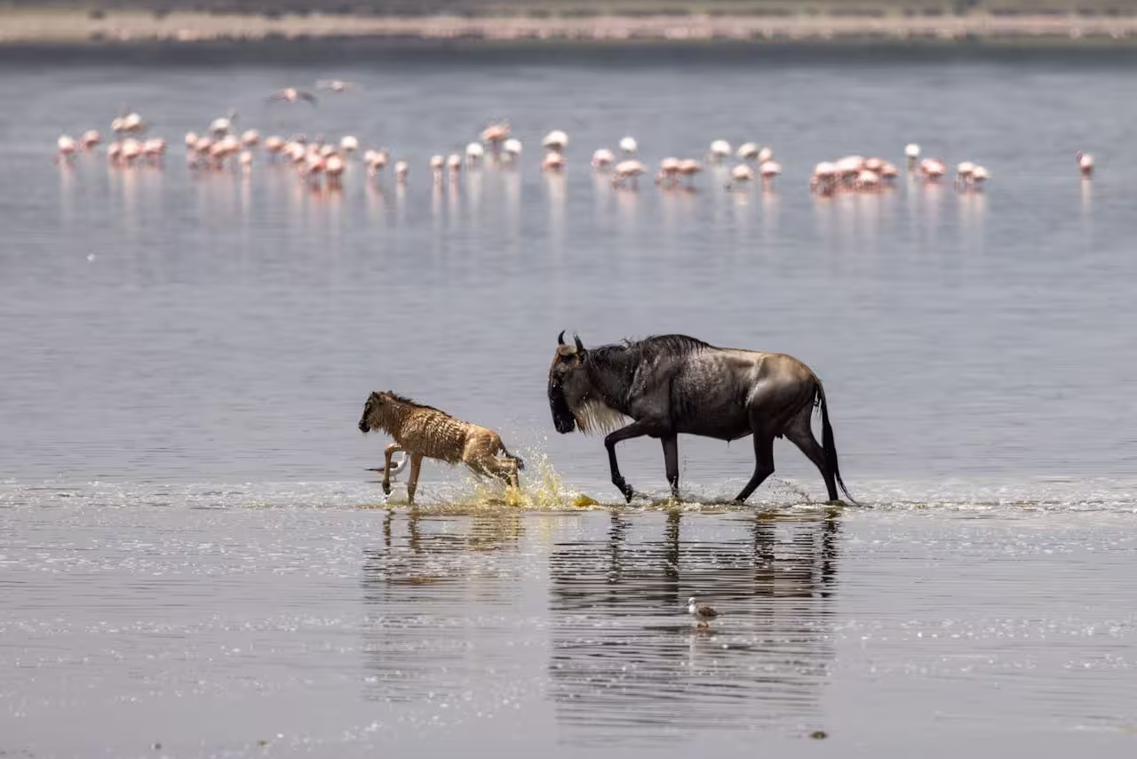 Wildebeest Calf Wildebeest Calf