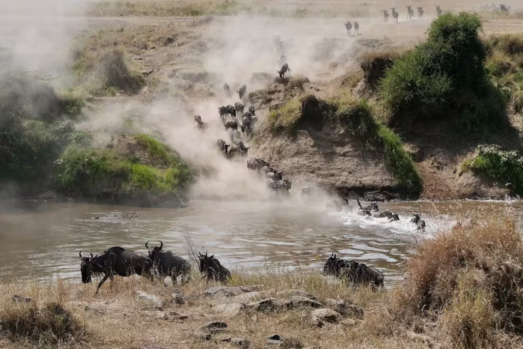 Great Migration Mara Crossing