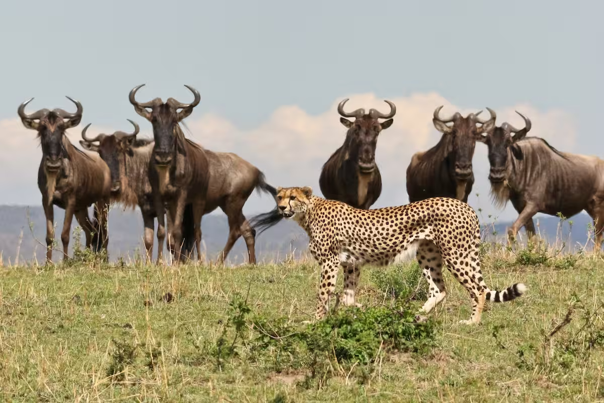 Cheetah While Wildebeest Migration Cheetah While Wildebeest Migration