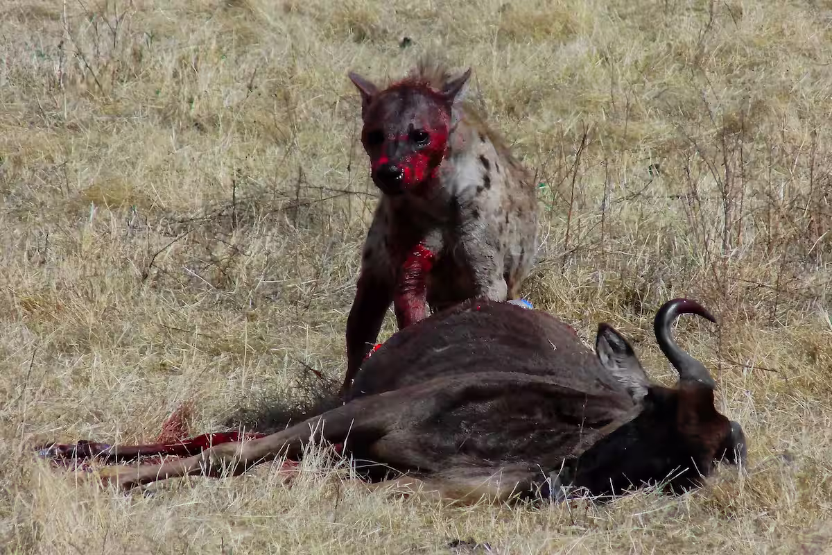 Hyena Feasting on Wildebeest Hyena Feasting on Wildebeest