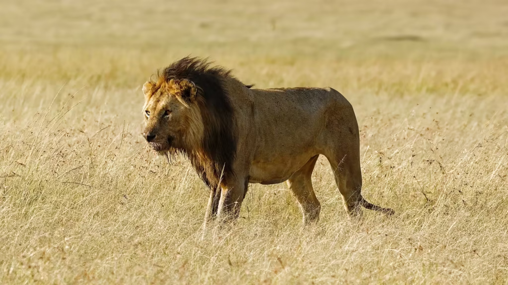 African Lion in Masai Mara African Lion in Masai Mara