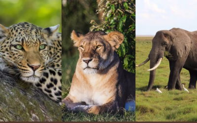 Can You See All the Big Five in One Day in Kenya?