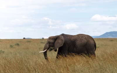 2 Day Safari in Kenya: Is It Worth It?