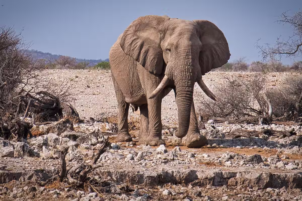 Desert Elephant in Skeleton Coast