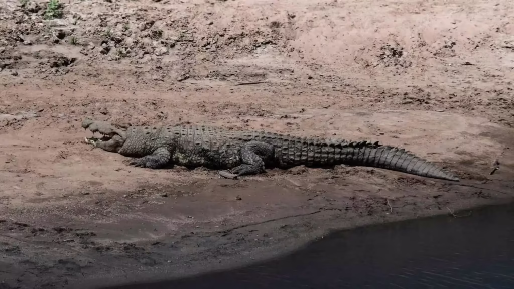Nile Crocodile in Etosha