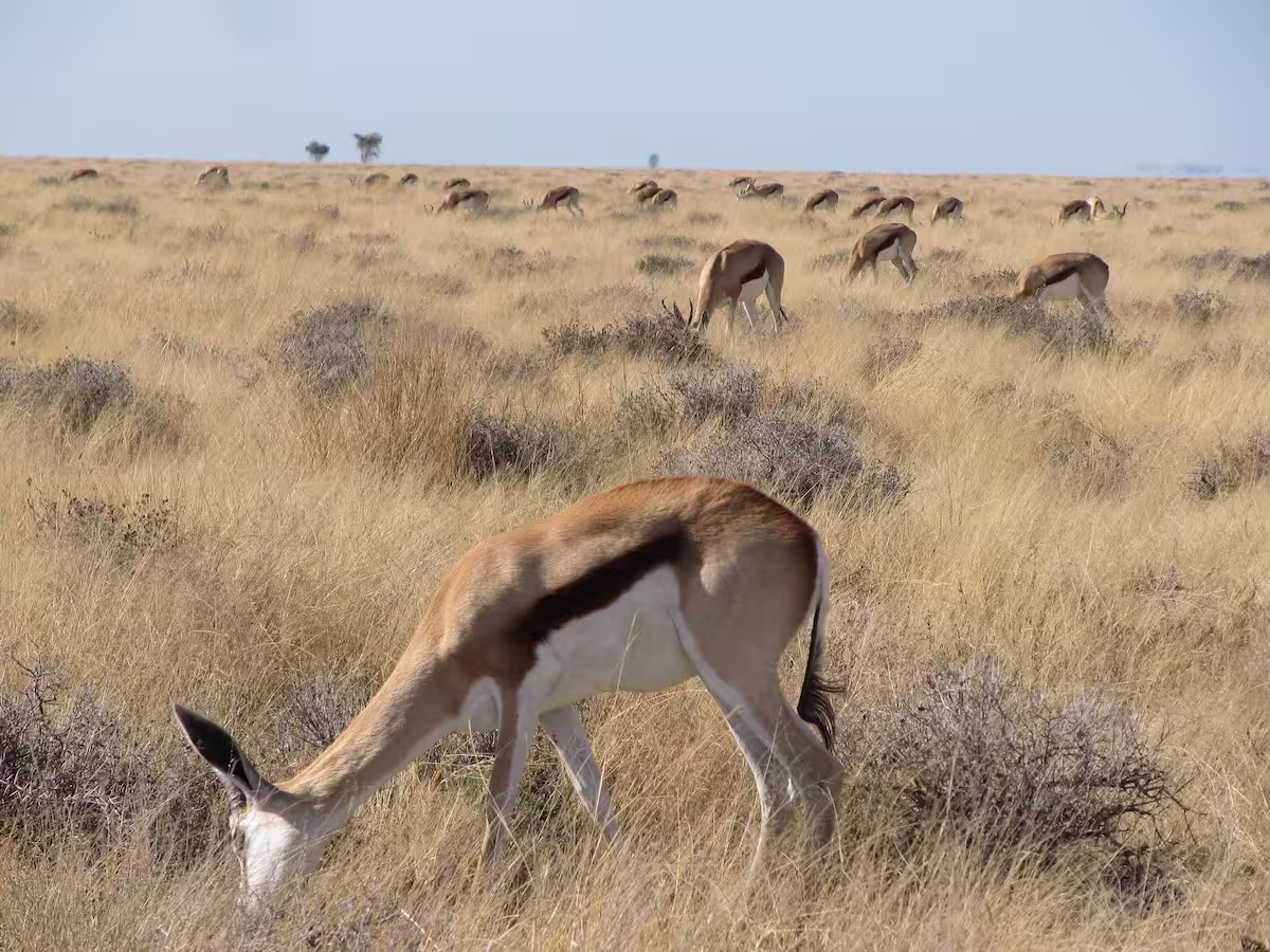 Springbok Herd in Etosha Springbok Herd in Etosha